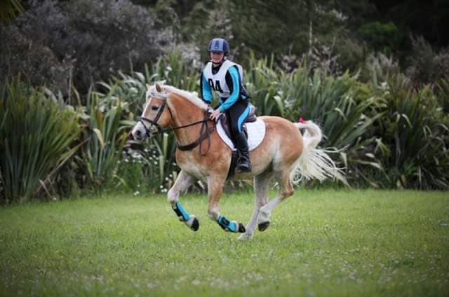 Haflinger Ponies